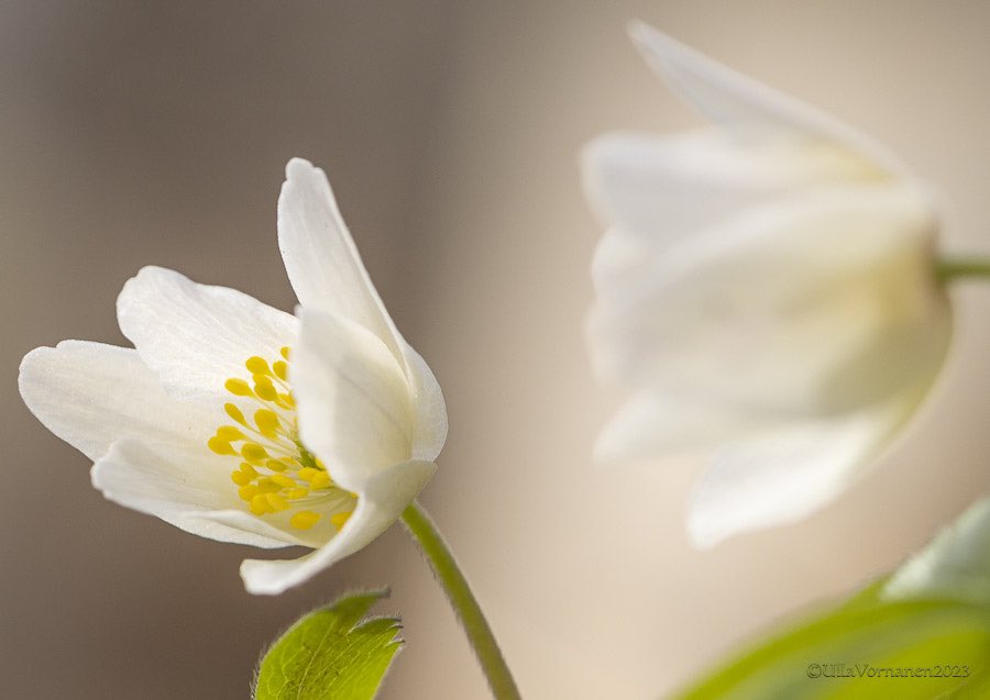 UVornanen's tweet photo. •
Springly #wildflowers #commonhepatica & #woodanemone
•
Kevätairueet #sinivuokko & #valkovuokko
•
#luonnonkukat #kevät2023 #spring2023 https://t.co/1ysEuoqllT