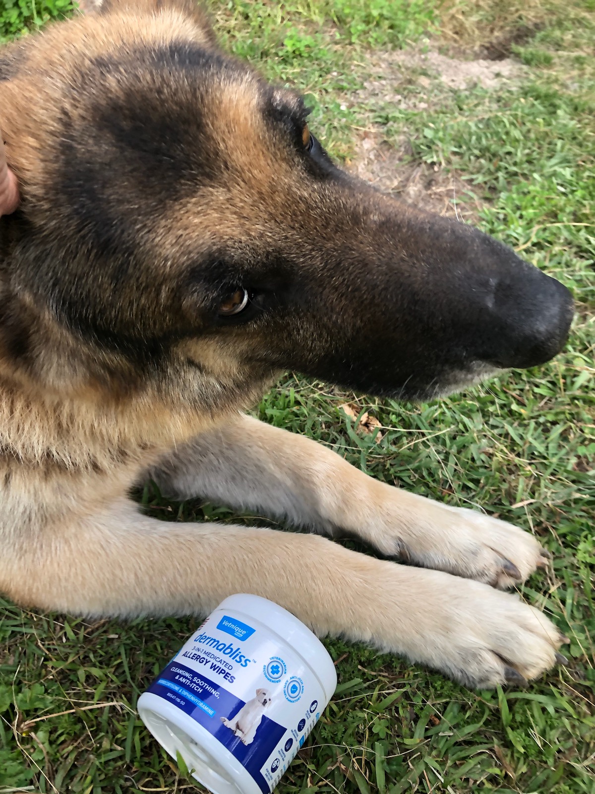 Anti allergy wipes for sales dogs