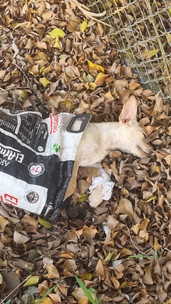 Me ayudan a compartir 
Un amigo se encontró este perro en una bolsa. Al parecer tiene la patita quebrada. Hoy me dijo que lo iba a llevar al veterinario pero el no se lo puede dejar. 
Se necesita alguien que le de un hogar