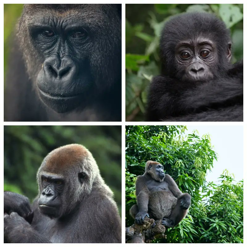 Did you know there are two different species of #gorilla, each split into two subspecies? Apart from the eastern lowland gorilla—also known as Grauer's gorilla— and the mountain gorilla, there is also the western lowland gorilla and Cross River gorilla
#greatapes