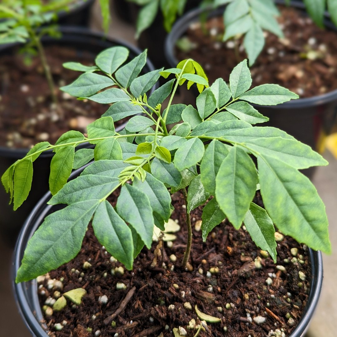 LakesideGG's tweet photo. Just arrived in the greenhouse! 🌿
✔️ Neem Tree (Azadirachta) 
✔️ Curry Leaf (Murraya) https://t.co/oiOESk3156