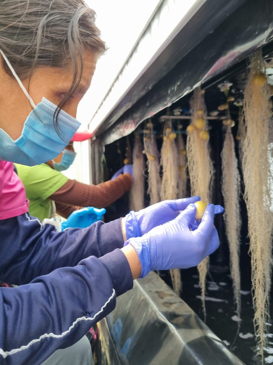 fonacit_ve's tweet photo. La red de Productores Integrales del Páramo #Proinpa expresaron que las cosechas se están plantando en el Laboratorio de Biotecnologia de semillas agámicas #Cebisa ubicado en el estado #Mérida con el fin de desarrollar nuevas formas de cultivo 🥔🧪 #ConSancionesNada https://t.co/YJrNzam8sp