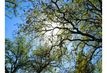 24hdescience's tweet photo. 6 mai-MONTRÉAL-Les super semences et arbres magnifiques #24hdescience #odysci  https://t.co/sX3QucBI6K https://t.co/3S1C4xUvR0