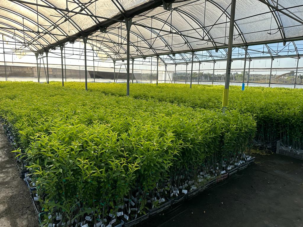Agromillora_'s tweet photo. 🌿Plantas de #Avijor injertadas sobre el portainjerto #Rootpac20 en el @_elviverodeabel
➡️Listas para ser enviadas a nuevas plantaciones de almendro en seto en #España y #Portugal

🌱El #ViveroDeAbel es un Vivero #SES https://t.co/IAlCp9oziA