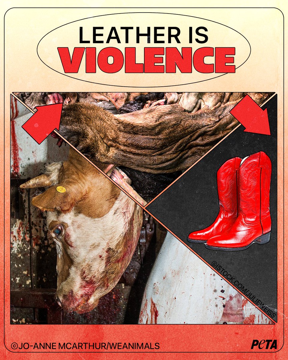 PETA UK tweet media