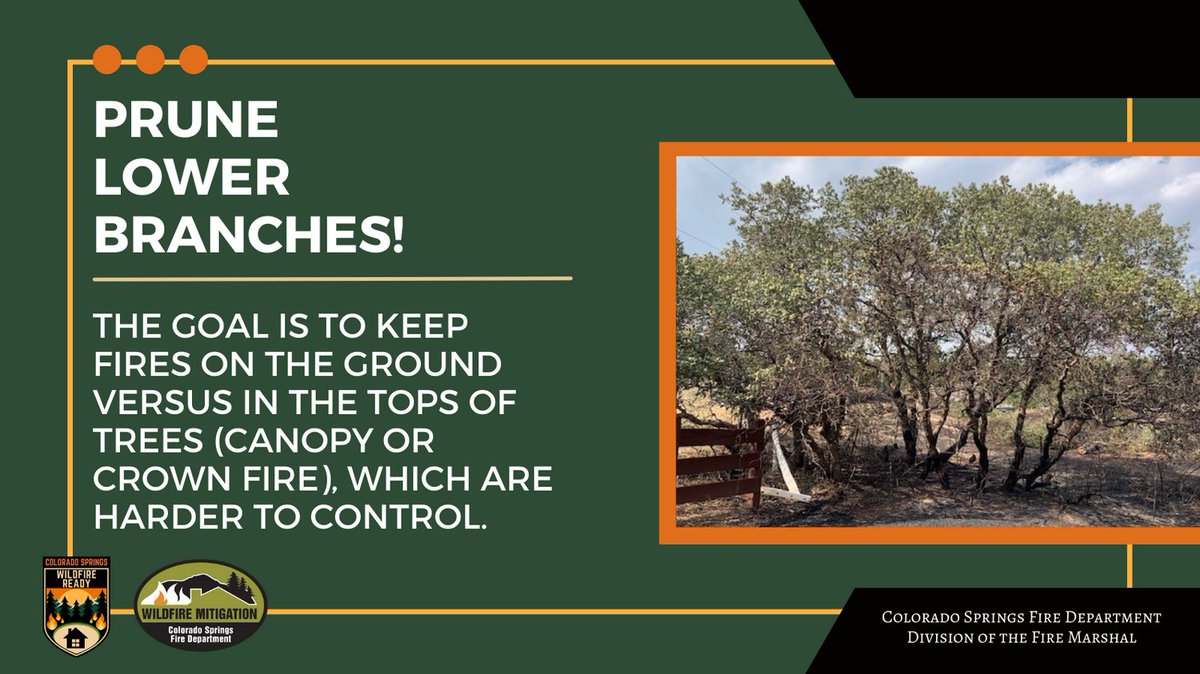 CSFDPIO's tweet image. WILDFIRE WEDNESDAY 🔥
Ladder fuels are branches and limbs that allow fire to climb into the crown of a tree. 
Limb up the bottom 1/3 of trees to remove ladder fuels, while retaining at least 70% of the canopy.

#WildfireWednesday #COSWildfireReady #COSReady #WildfireMitigation