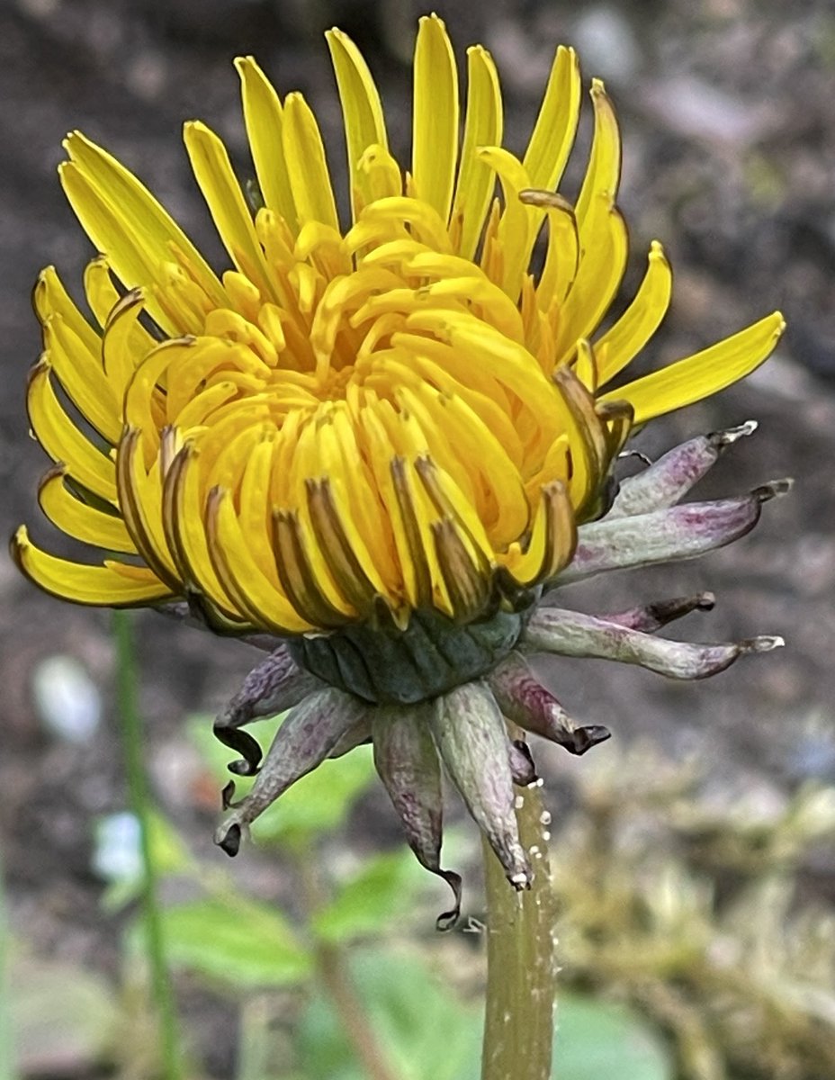 Konzentriere nicht deine ganze Energie auf das Bekämpfen des Alten, sondern darauf, das Neue zu formen.

- Sokrates