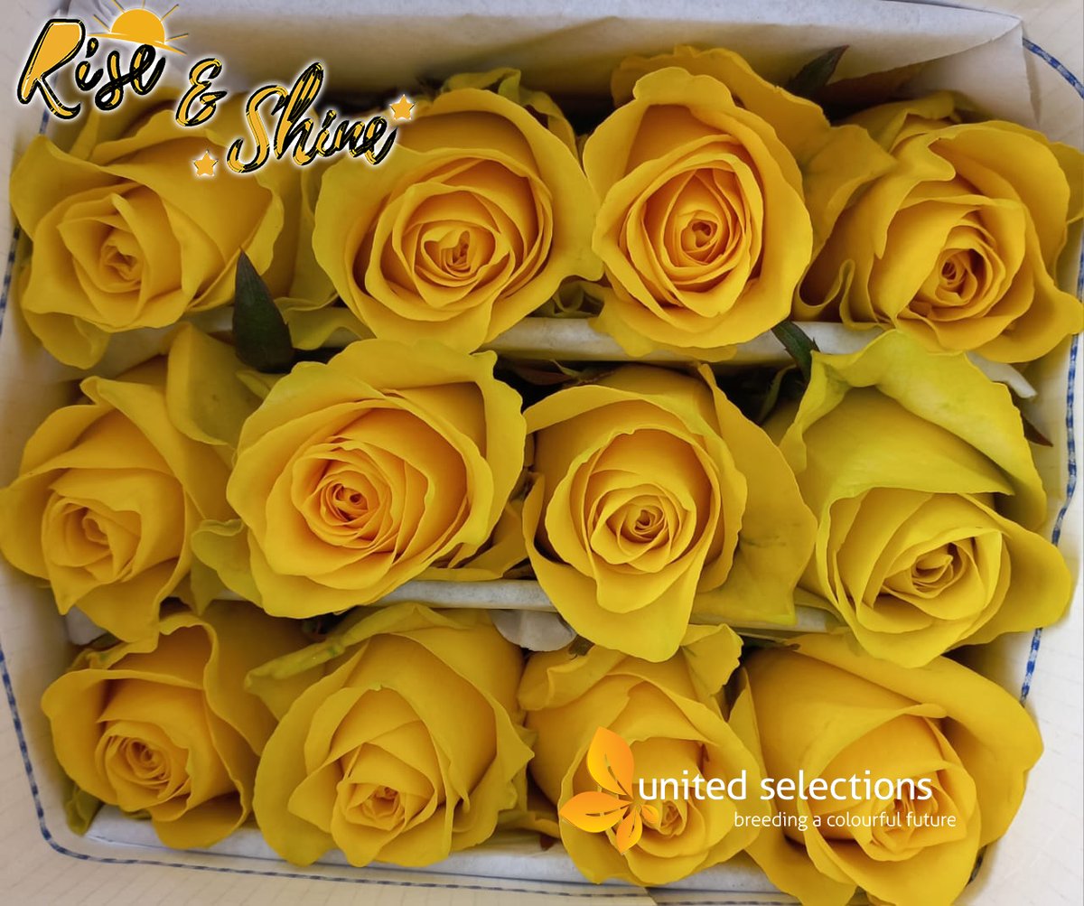 LatinSelections's tweet photo. Spark the light within, inspire hope and positive energy with a rose full of light and character.

Here is to a great day ahead, with our yellow-colored rose; Rise &amp; Shine.

#colourfulfuture #unitedselectionsbreeding #rosebreeding #roses https://t.co/Uz7SY85Dpu