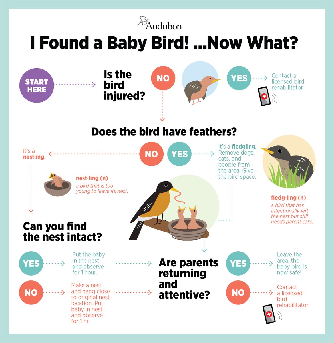 audubonsociety's tweet image. Oh no! You’ve found a baby bird on the ground, apparently alone and in distress. Its tiny chirps may pull at your heartstrings, but stopping and assessing the situation is essential. Here’s our guide on how and when to assist baby birds: bit.ly/3Lw77Ow