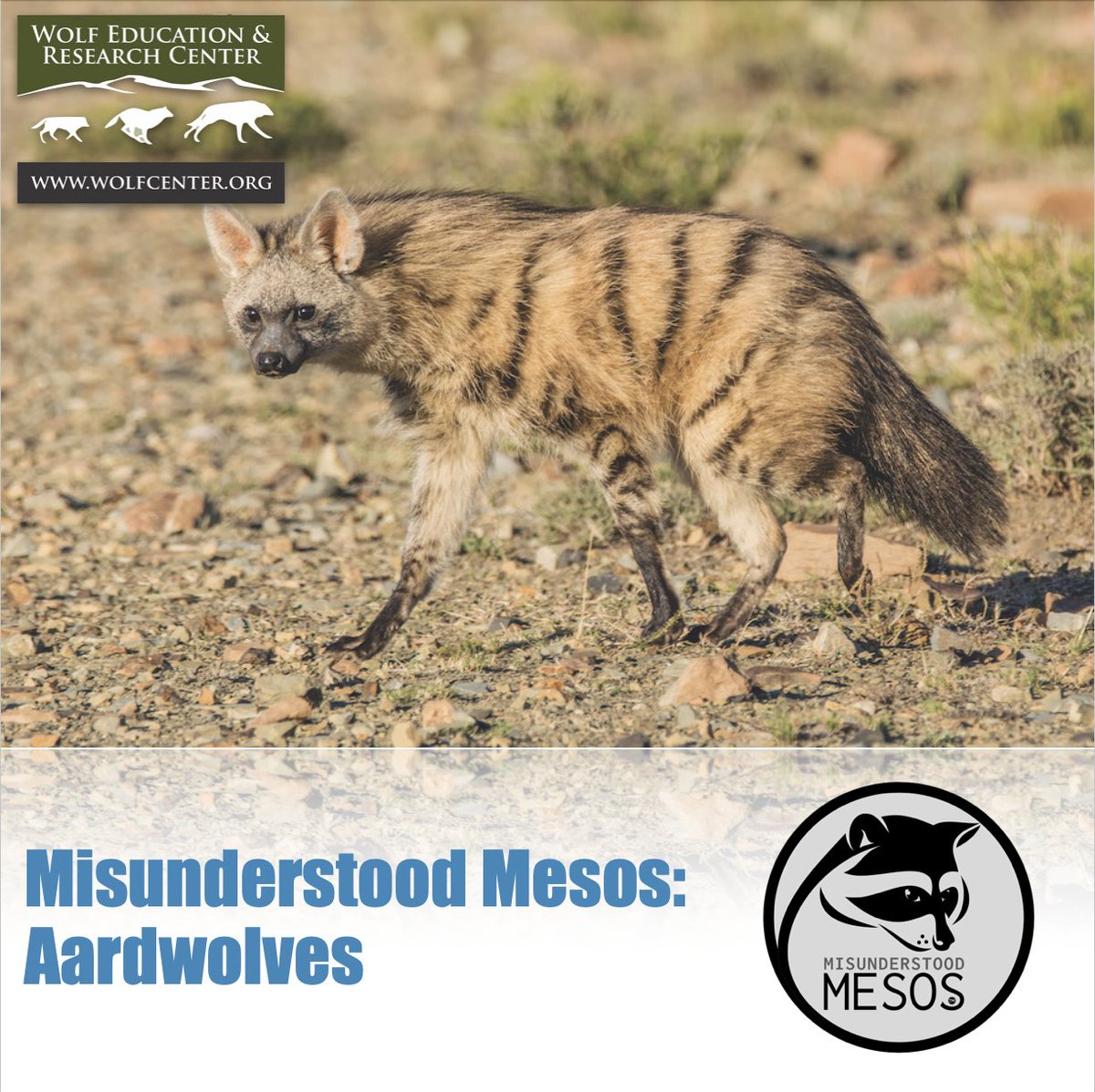 SawtoothLegacy's tweet photo. These guys are the longest-living member of the hyena family. They are nocturnal and almost exclusively feed on termites. Read more: https://t.co/87klHhLr6O https://t.co/au4vDziG3a
