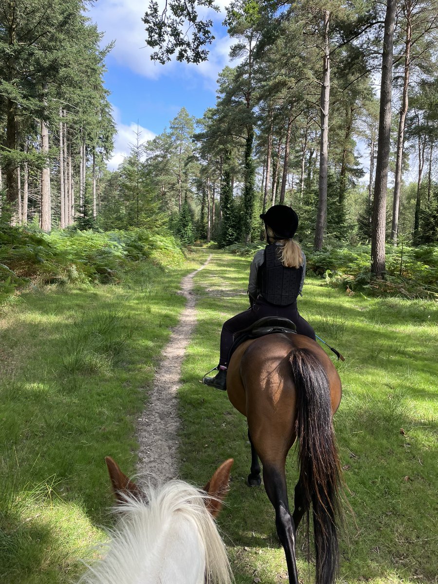 ForestryEngland's tweet photo. Who’s our Fry Forest Feature this week? It’s AJ Briscoe in the New Forest 🌳 

Ahead of the release of @HaroldFryFilm this Friday, take a look at our #ForestPilgrimage map and go on your own adventure 📱 

Find out more 👉 https://t.co/P8hEUfrVEP https://t.co/wKLHE4yJ87