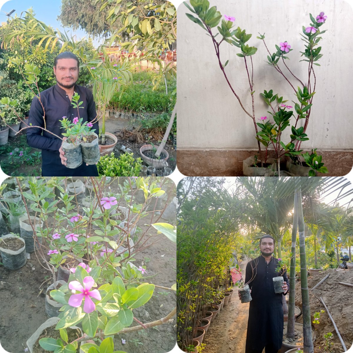 Mahendar_Parkas's tweet photo. #TributeToAjmalSawand
#JusticeForAjmalSawand #AjmalSawand #PlantForPeace #ClimateChange #ClimateAction #PlantsDrive #PlantsForLife #msdosindh #environment #environmental #GreenSindh #Karachi #Sindh #MadagascarPeriwinkle #April2023 🌿🌳🌴💐 https://t.co/FVqbf3c9jX