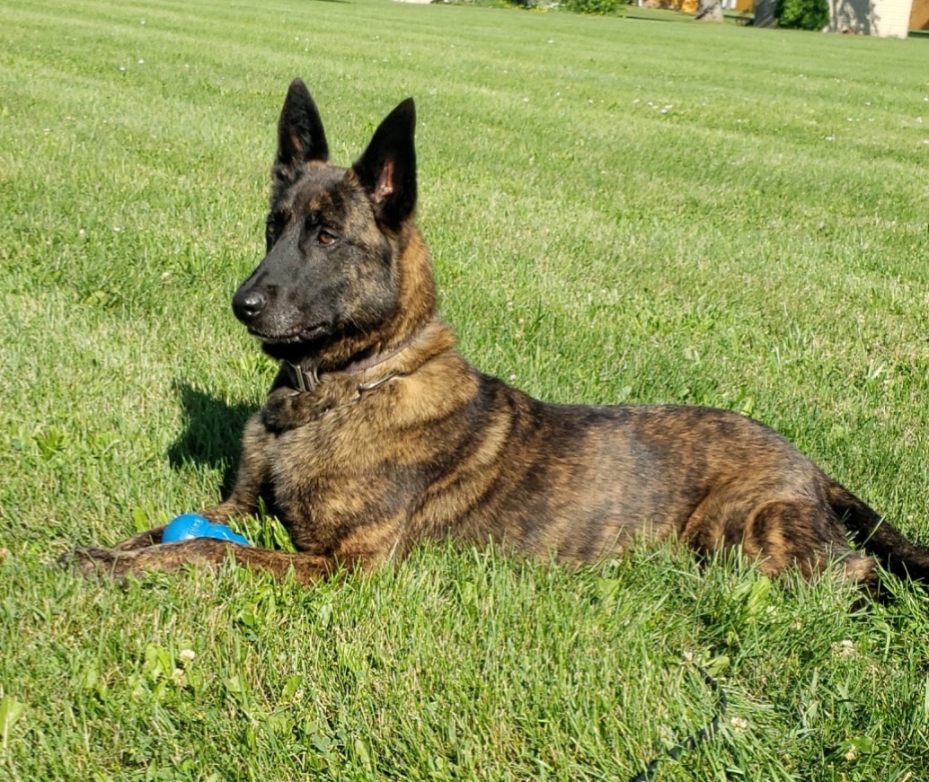 OFOEAC's tweet photo. .@CBP K9 are critical to our drug enforcement mission! 

Meet two of our very best at the Port of Buffalo, Elie and Berti. Elie is responsible for over 6,300 pounds of marijuana seized and Berti is one of the port's newest officers! 🐕👮‍♂️

#WeeklyWoofs
#WorkingDogWednesday https://t.co/1ac4HvGj5u