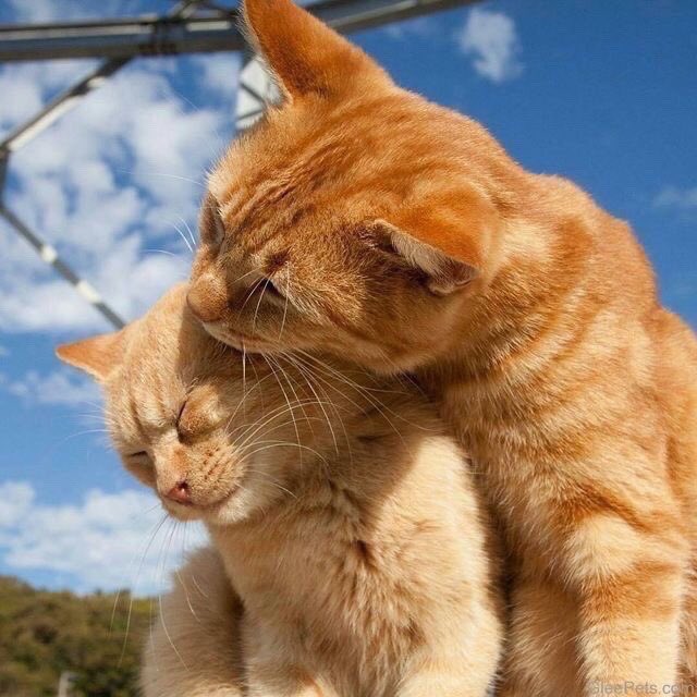 Why you should have a cat tweet media