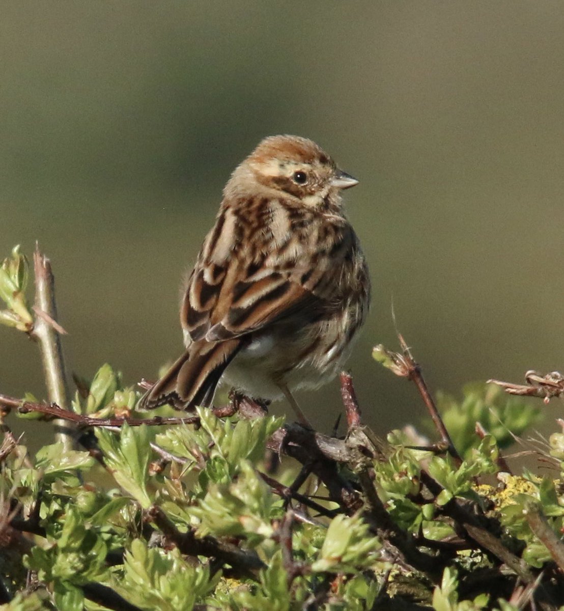 Can anyone help identifying this bird please? <a href="/Natures_Voice/">RSPB</a> <a href="/britishbirds/">British Birds</a>  <a href="/BirdsByStiofan/">Steve and Wullie, Walking for good.</a> <a href="/BirdGuides/">BirdGuides</a>
