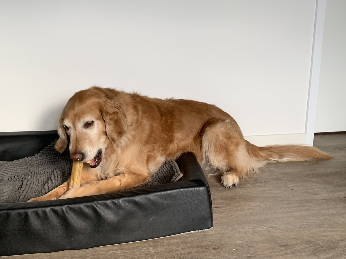 Internationale dag van de geleidehond. 
Zo blij met mijn Wouter van KNGF Geleidehonden. Op stap met Thomas en Maud in Enschede.  Wat we nu gelopen hebben had ik zonder hem niet kunnen doen. 
Dankjewel vriendje dat jij er bent. ♥️🥰 #geleidehond #ushersyndroom #blind #slechtziend