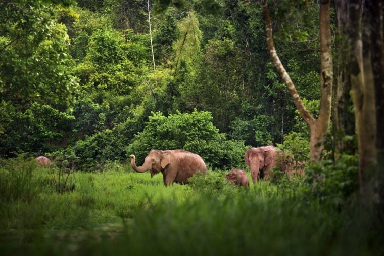 Khalil_ali01's tweet photo. Elephant deserves the freedom to roam in forests, desert and savannas. where they can thrive as magnificent animal for future. Let's end cruel captivity and prioritize their physical and emotional well-being. 🌳🐘 #SaveElephants #EndCaptivity #SaveWildlife 
@sindhforestdept https://t.co/w1NvteCQsA
