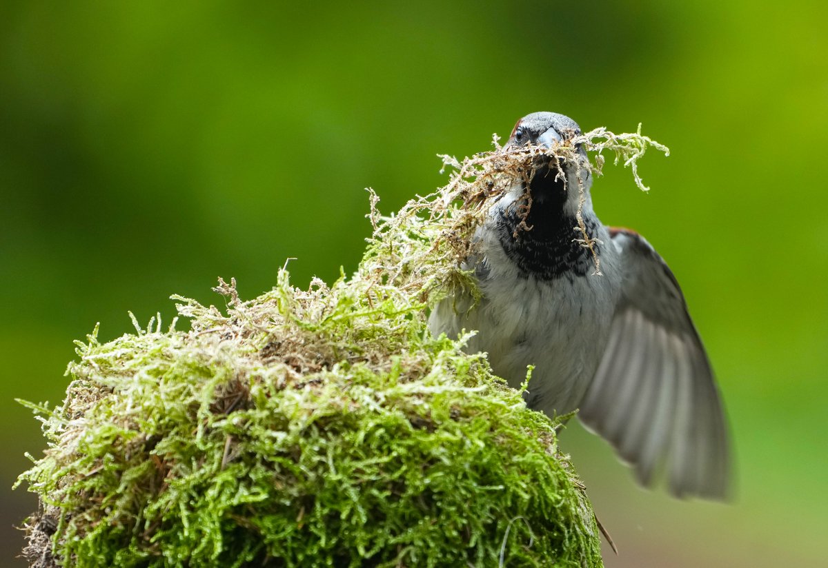 Hoeze nesteldrang.
#Huismus ♂️
#birdphotography 
#TwitterNaturePhotography 
#birdwatching 
#Nietzondernatuur