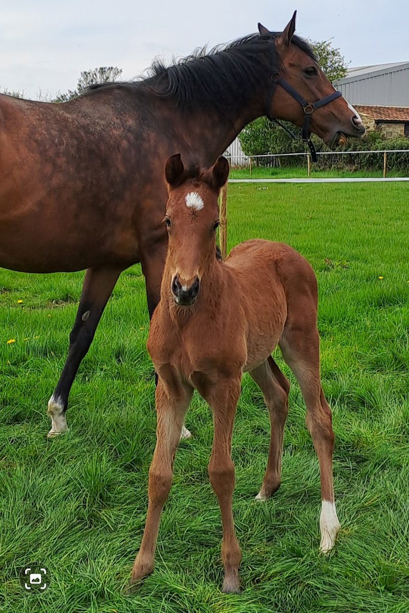 gillian_boanas's tweet photo. He can't walk underneath his mum now, cracking Gentlewave colt now 3wks old #gentlewave #quietpenny @YortonFarm @ValueRacingClub https://t.co/Q1TL2h6uw5