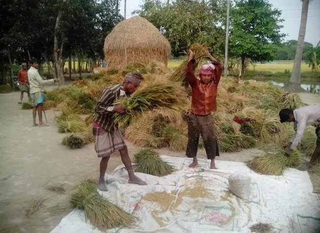 তারাকান্দায় ধান মাড়াই শুরু :ফলনে হাসছে কৃষক