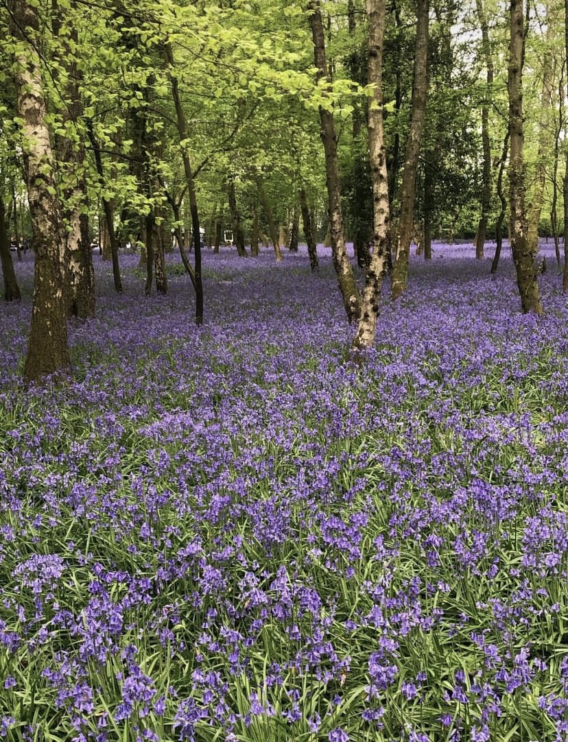 MEmployAble's tweet image. There’s still time to buy your tickets for our charity “Walk in the Woods” event on 30th April and 1st May! 🧡

All money raised on the day goes to our charity. Buy your tickets here: missionemployable.co.uk/events.php

#bluebells #bluebellwoods #springhascome #bluebellwalk #charityevent