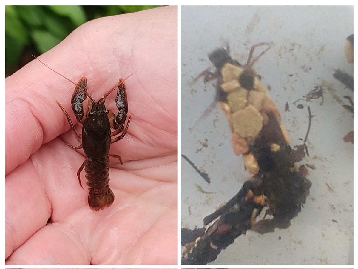 PeteSavFish's tweet photo. Today I attended a #Riverfly training workshop. Learning how to collect an #Invertebrate sample to determine the health of the river. Next step is to engage with #CitizenScientists and carry out monthly surveys of the #RiverFrome.
#RiverConservation #RiverHealth #KickSample https://t.co/ILd36jdRaW