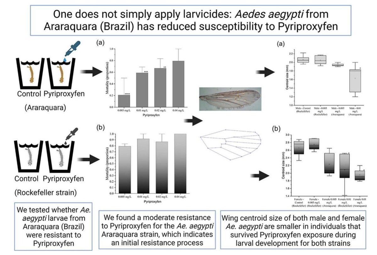 barbara_nadai's tweet photo. Insect resistance to the larvicide used in vector control must be considered.

We found evidence that the Aedes aegypti population from Araraquara (Brazil) is less susceptible (moderate resistance) to the larvicide pyriproxyfen.

See more at: https://t.co/GCoUm5OM4S

#aedes https://t.co/bHTpFELG6v