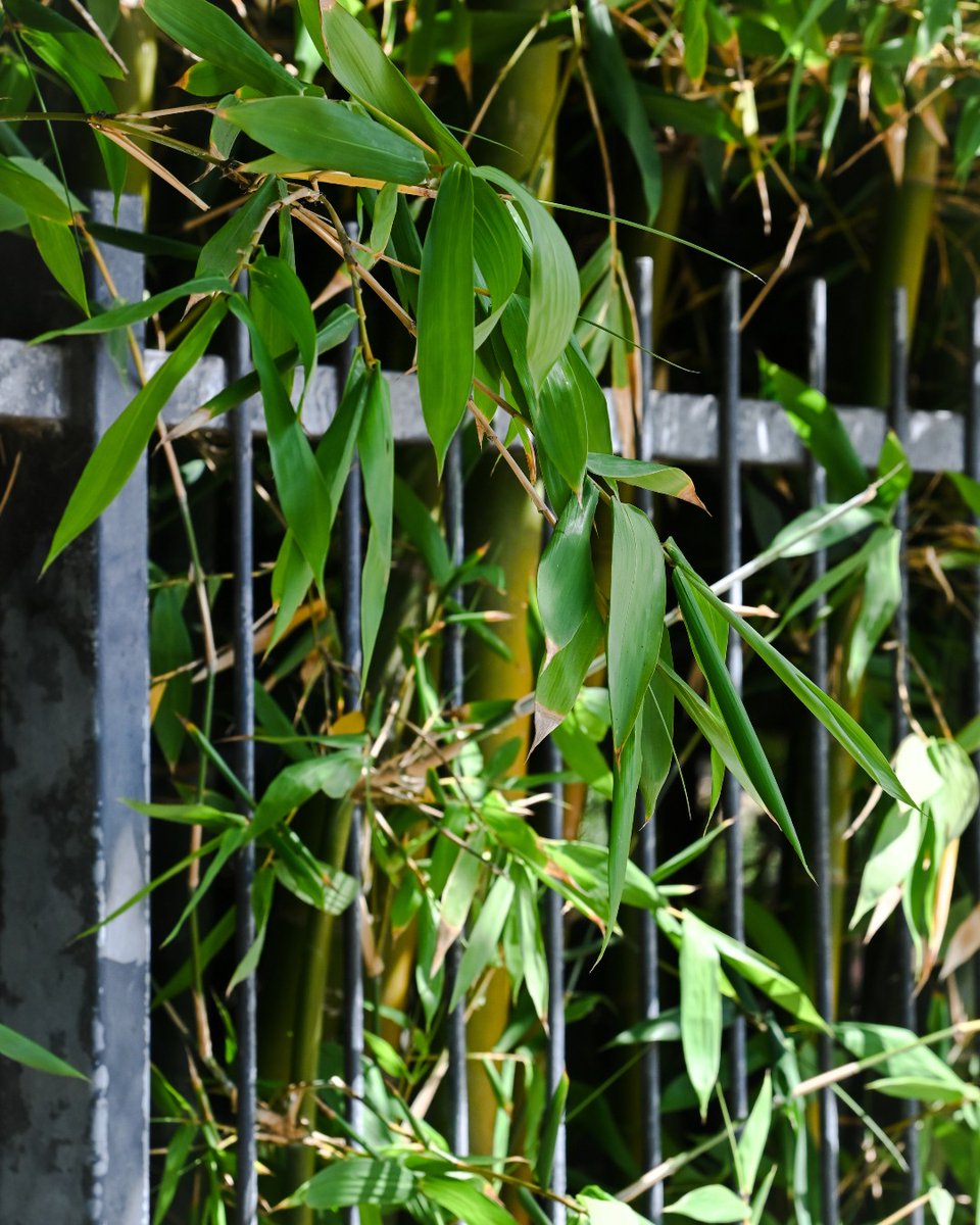 Can you tell we 💚 green?

#Lifegrowsgreen #nature #natural #green #greenery #plants #wildlife #photography #photograph #naturephotography #naturephotographer <a href="/RealChadPrice/">Chad Price</a> <a href="/bsnscnslt/">BusinessConsultant</a>