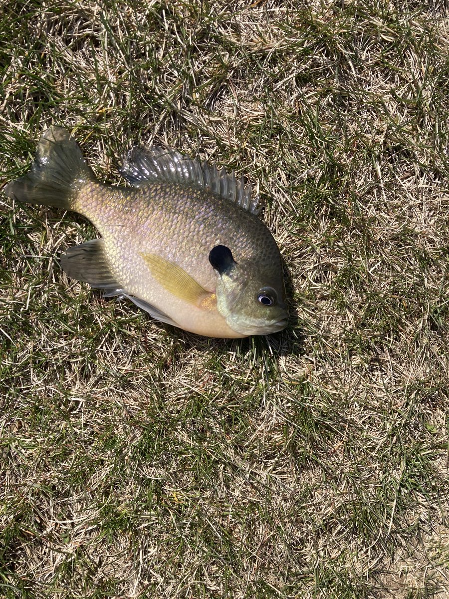 Fishingstar61's tweet photo. Catch of the day https://t.co/d3NG9kgsL7
