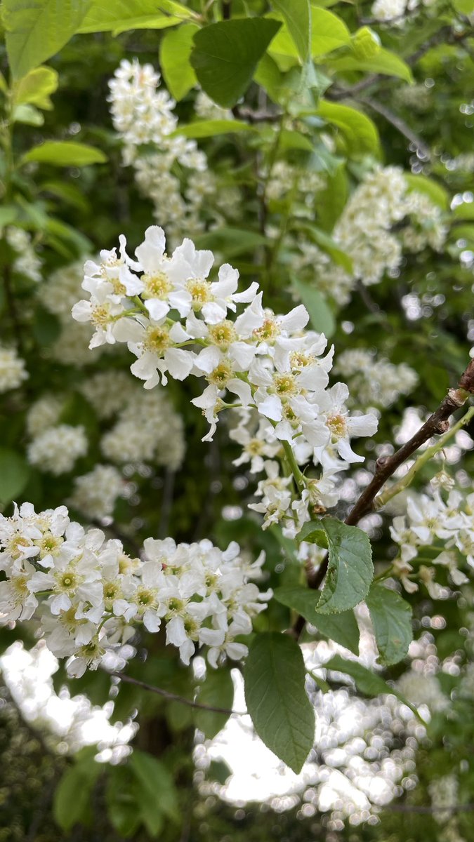 116/365 bird cherry (prunus) #365in2023 #blossomwatch #Blossom #trees #Spring2023 #plantlife #walking #localwalks #shotoniphone