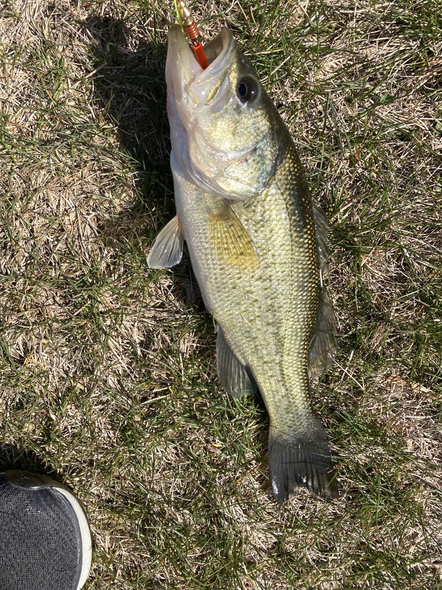 Fishingstar61's tweet photo. Catch of the day https://t.co/d3NG9kgsL7