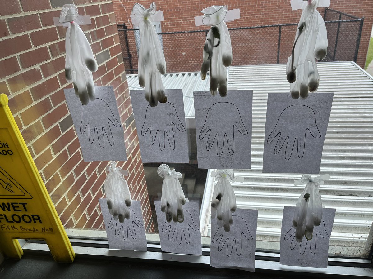 kcollazo's tweet image. Growth in the #GloveGardens  is amazing! 🌱 Our 3rd grade #EnvironmentalEngineers have been documenting their observations several times a week! #DoScience #STEM (HUGE smile behind the blur!)