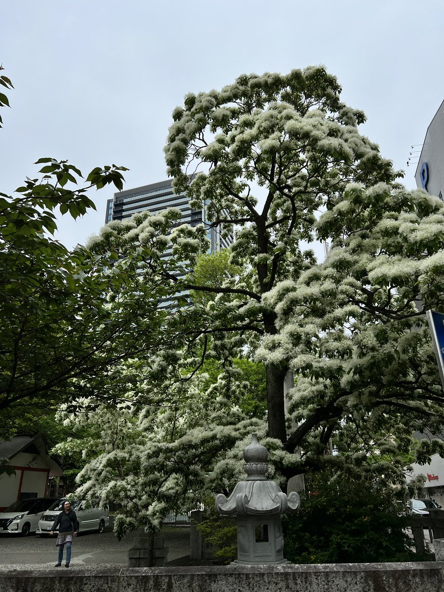 なんじゃこの木は、、
と経ち止まりたくなる白いは花「ナンジャモンジャ」の花。金神社⛩でパチリ、
