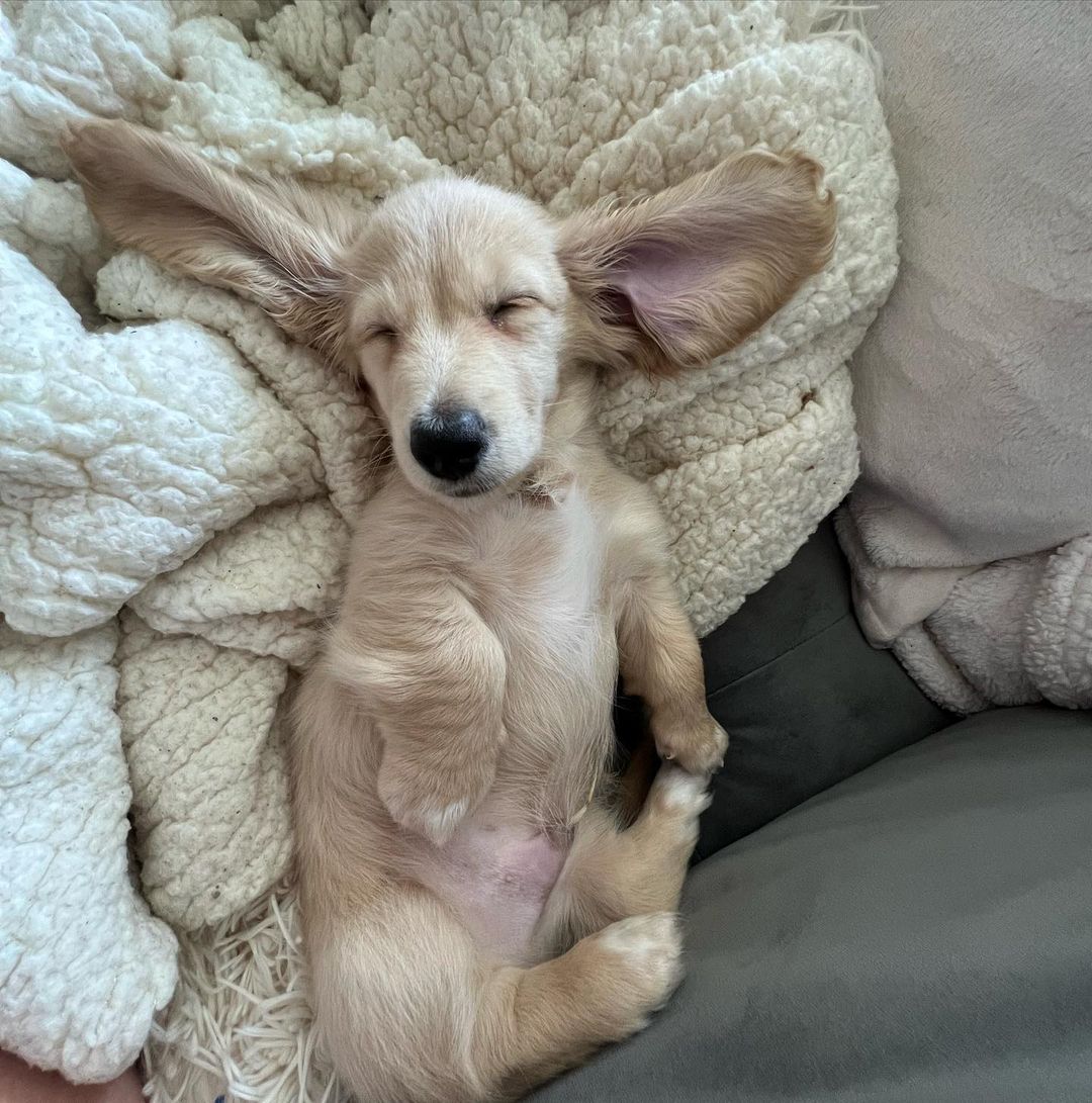 officialgooddog's tweet photo. Butter, English Cream Miniature Dachshund, 📍NYC
Butter is a small town pup from Steele, Alabama who's settling into his new life in Manhattan. So far, he's dominating crate training, enjoying naps on the couch, and going headfirst into his peanut butter lickmat.
#GoodDogDogs https://t.co/zXyujphaRN