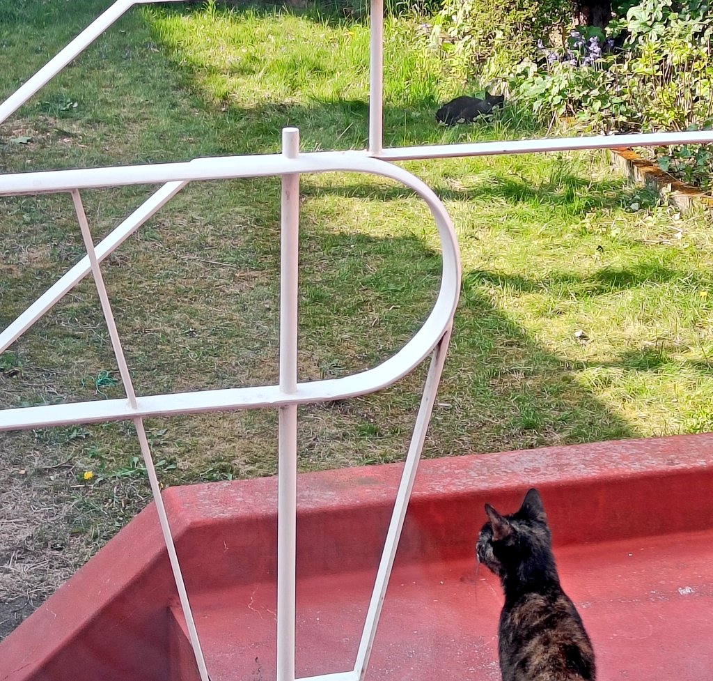 SyskeDelmotte's tweet photo. Ik in december tegen Jeroen: "ik hoop dat er ook veel katten zitten bij ons nieuw huis"
Ik in april tegen Jeroen: "burenkat nummer 5 in ons gras!!!" https://t.co/DBRVv6GQcd