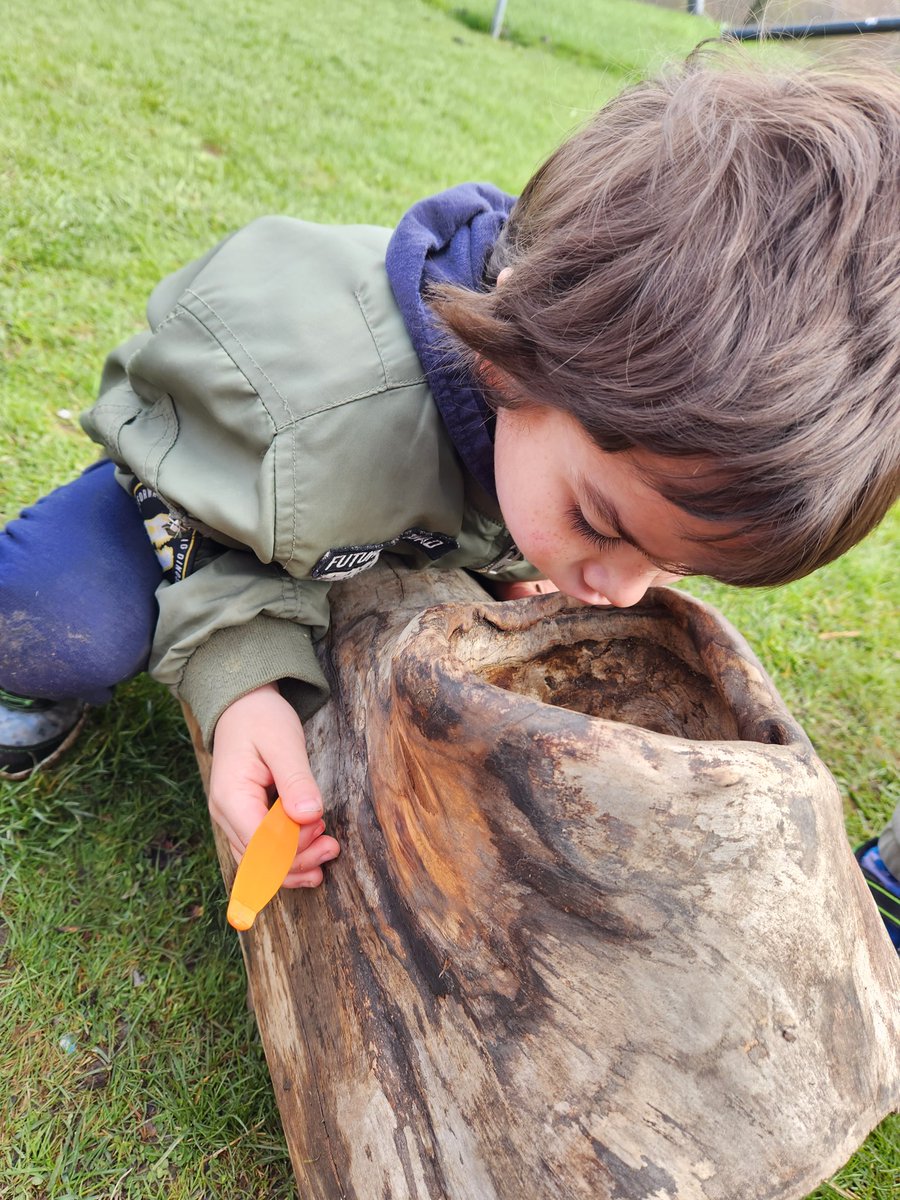 dorazioK3's tweet image. I love seeing students make discoveries through nature. There was lots to wonder about this log. How did this hole get here? Why does the inside of the log feel so soft? So many observations, questions, and ideas. 
#learningthroughnature
@dtrkinder3 @DiamondTrailPS