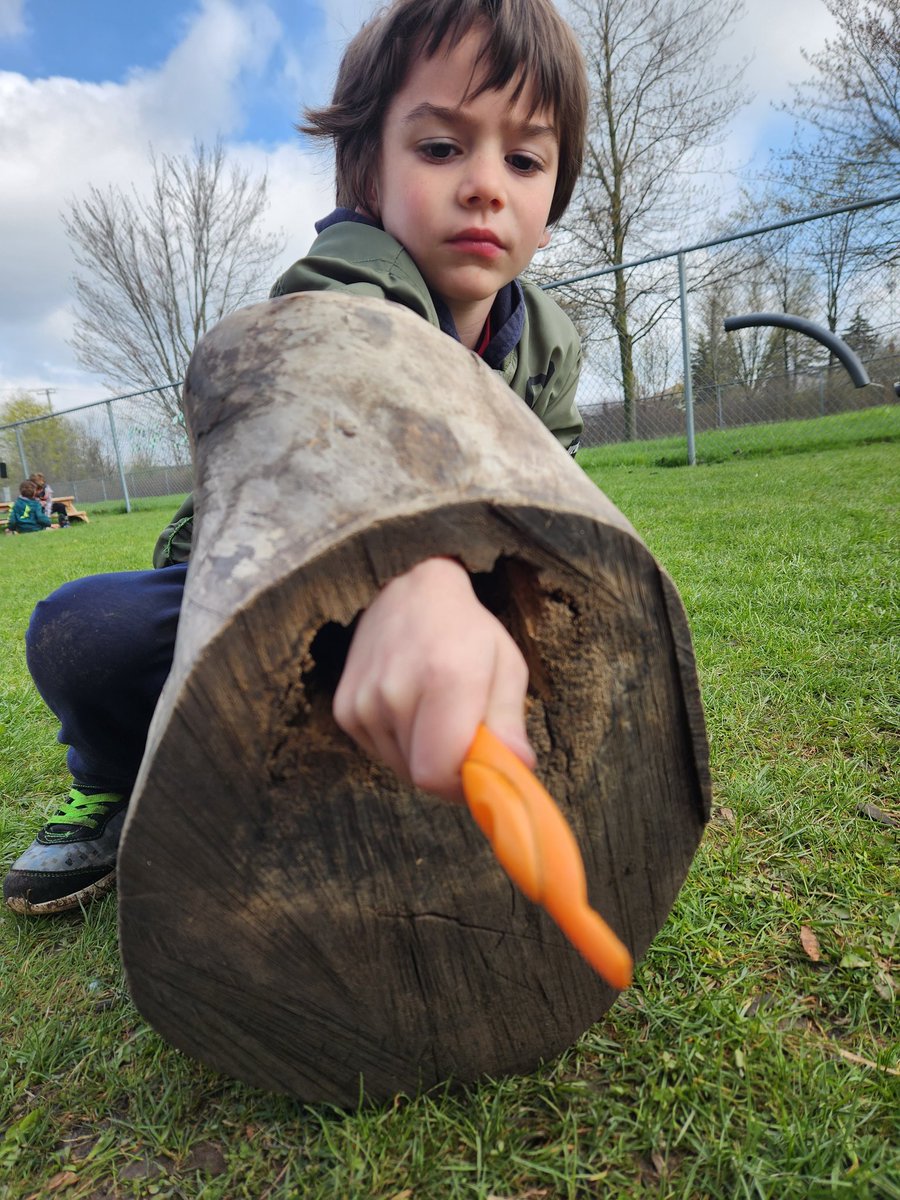 dorazioK3's tweet image. I love seeing students make discoveries through nature. There was lots to wonder about this log. How did this hole get here? Why does the inside of the log feel so soft? So many observations, questions, and ideas. 
#learningthroughnature
@dtrkinder3 @DiamondTrailPS