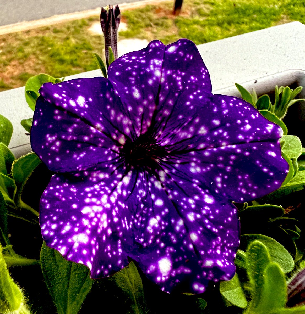 NataniaBarron's tweet image. I shall never tire of galaxy petunias.