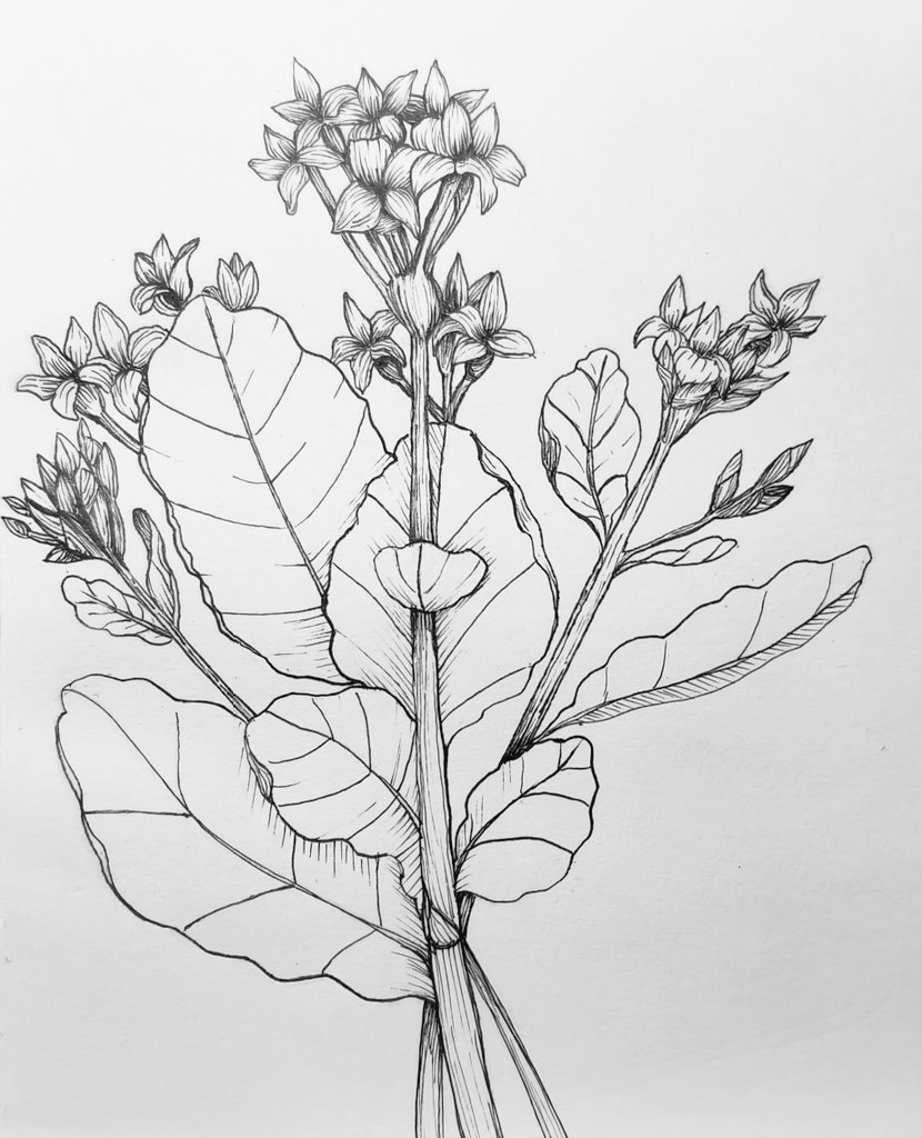 chankletasCM's tweet photo. .
.
#draw #drawing #sketchbook #sketch #sketchbookdrawing #sketchers #micron #unipinfineline #flowers #botanical #botanicalillustration #botanicalart  #kalanchoe https://t.co/Ld9vlOLv82