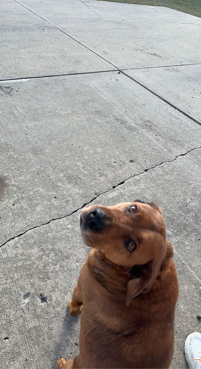 layney517's tweet photo. Forever missed and loved. Rest in peace go the best dog in the universe. https://t.co/1YGLoCzHCr