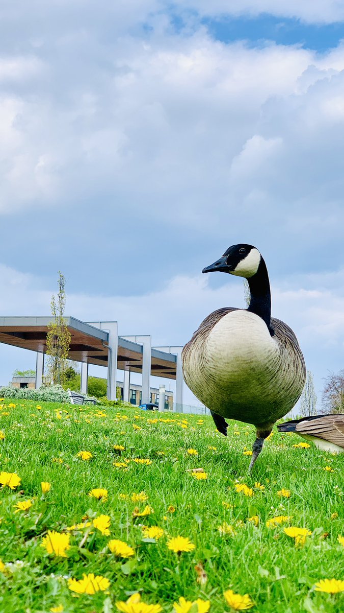 UoNphotography's tweet photo. Does University Park ever NOT look pretty? I don’t think so 🌸💕🥰😍🌸💕 #beastsofuon #spring #canadagoose #weareUoN #universityofnottingham @UniofNottingham https://t.co/mcXIEslHAy