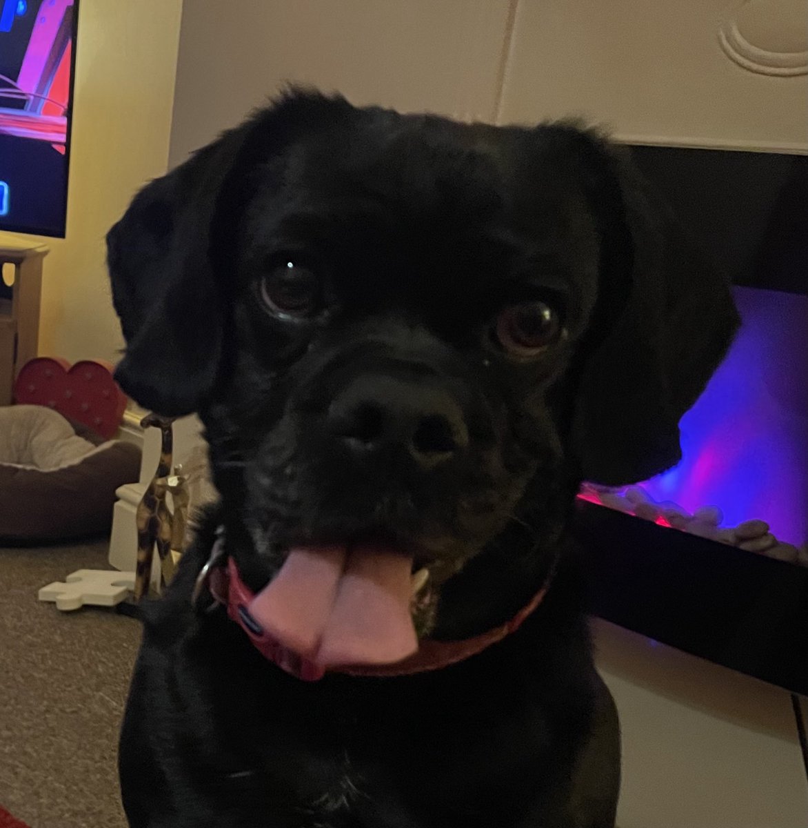 jaimz27's tweet photo. Penny 🐕‍🦺🦴 https://t.co/L7eVNpT3PV