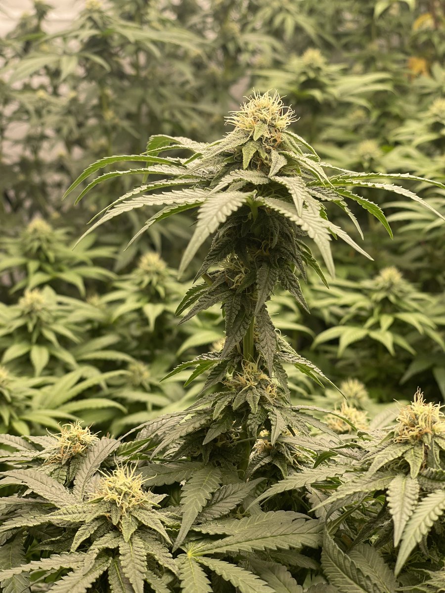 thehempguyz's tweet photo. Could get lost in here all day 😎

#cannabisindustry #Mmemberville #CannabisCommunity #WeedLovers https://t.co/Q5S1xKeEyY