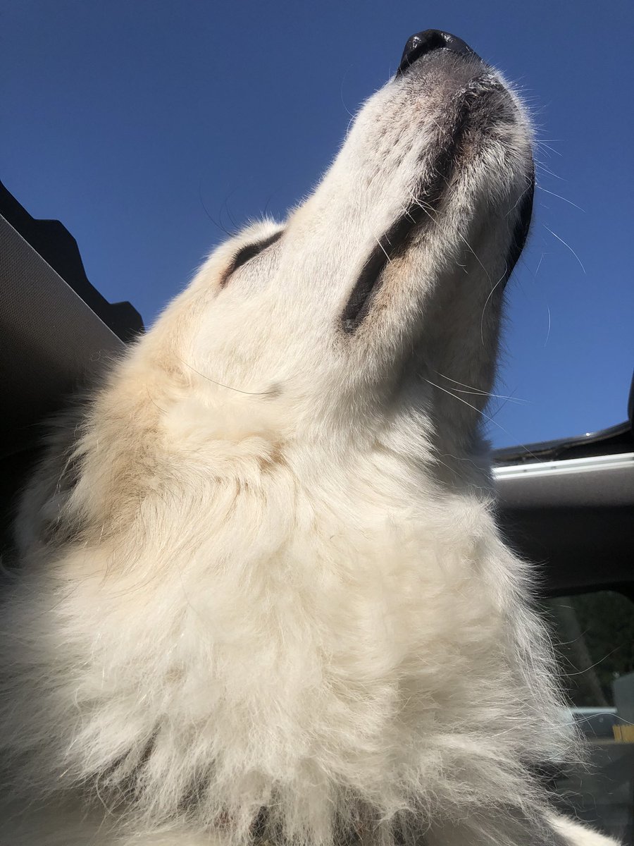 pshackel's tweet photo. I’m once again reminded that if the #GreatPyrenees sits in the front seat, the seat belt must be fastened—otherwise his size means that the seat belt alarm goes off. #bigdogproblems #DogsofTwittter #roadtrip https://t.co/a01McxHjrp
