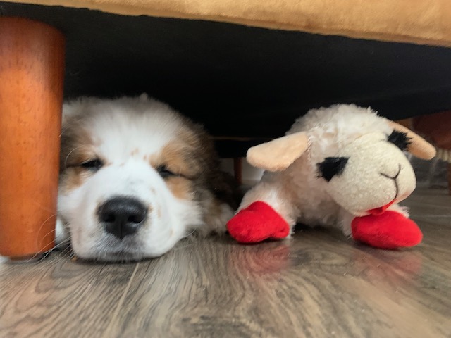 NEW BLOG POST: Curator of Collections, Amalia Wojciechowski, has a new family member – a puppy named Charlie! Read about Amalia’s first go at dog ownership in “Charles in Charge” is this week’s Woodson Wanderings: lywam.org/charles-in-cha…
