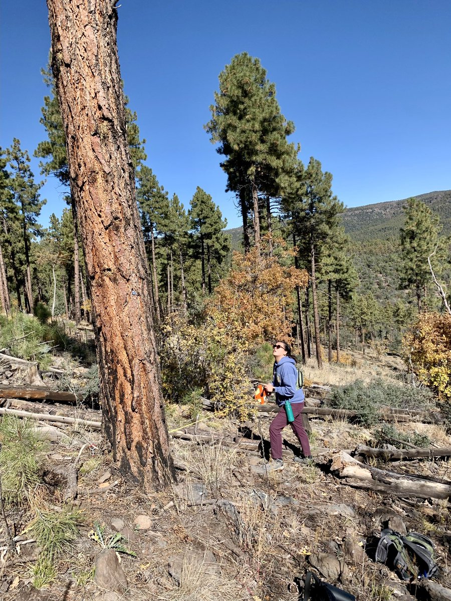 My favorite game to play in the field is “Guess that DBH”. 
“Guess that tree canopy” comes in at a close second. 
🌲📏🌎
#Dendrochronology
#WomenInSTEM 
#ForestEcology