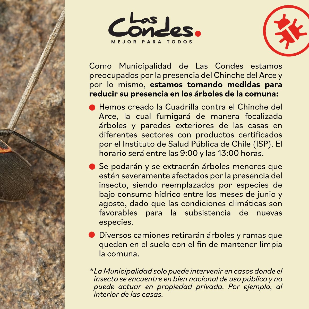 Muni_LasCondes's tweet photo. ¡FUMIGACIÓN CHINCHE DEL ARCE 🪳! Como municipio estamos comprometidos en reducir la presencia del Chinche del Arce en la comuna y, para esto, hemos creado una cuadrilla la cual fumigará  árboles y paredes exteriores de casas 🌳
Solicitudes en el link 👉 https://t.co/1WvXN2Tef0 https://t.co/2J00EDw97k