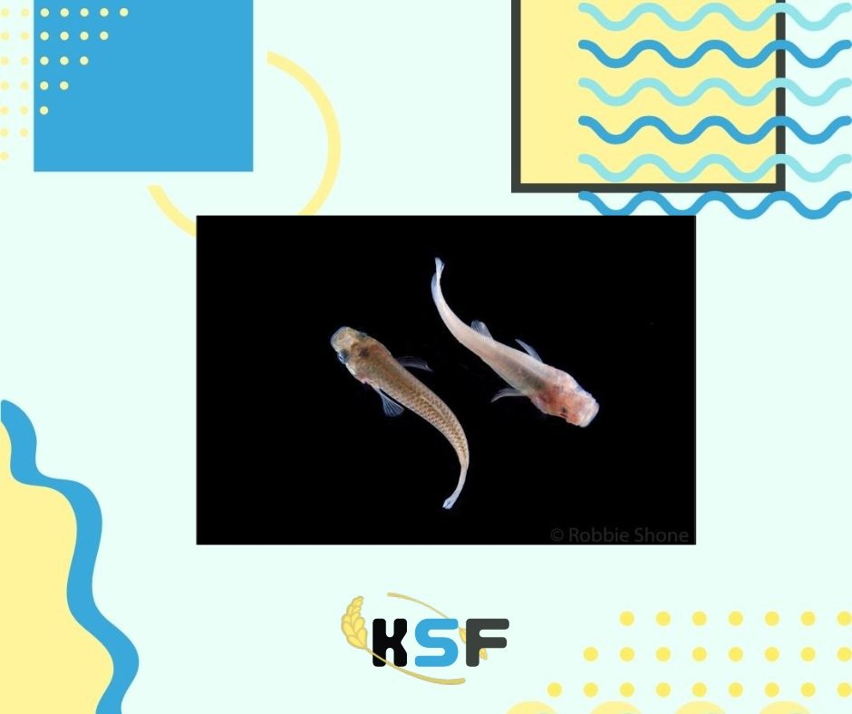 KScienceFest's tweet photo. Thank you to the Extremophile Fishes Lab at K-State for being a Street Sponsor. #KansasScienceFestival #MHK #downtownMHK #2023KSF #STEAM https://t.co/H4Ot0WWi7e