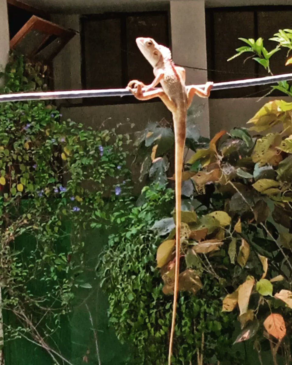 SMDanish313's tweet photo. The oriental garden, bloodsucker or changeable lizard. Generally a light brownish olive, but it can change its ground-color to bright red, to black, &amp; to a mixture of both
#Lizard #gardenlizard  #chipkali #Nature #naturephotography  #karachiuniversity #Karachi #GeologyDeprt https://t.co/rBvtnLuQNU