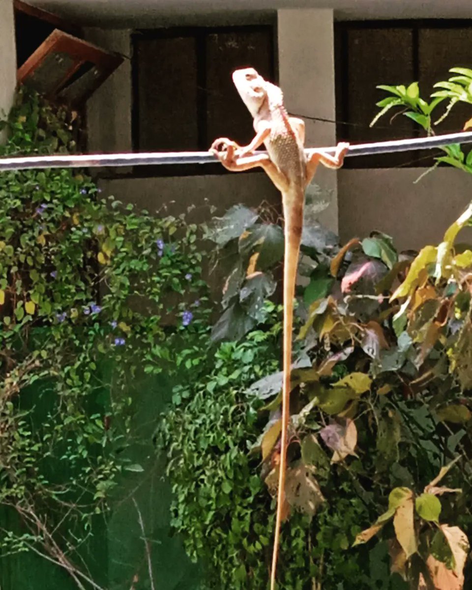 SMDanish313's tweet photo. The oriental garden, bloodsucker or changeable lizard. Generally a light brownish olive, but it can change its ground-color to bright red, to black, &amp; to a mixture of both
#Lizard #gardenlizard  #chipkali #Nature #naturephotography  #karachiuniversity #Karachi #GeologyDeprt https://t.co/rBvtnLuQNU
